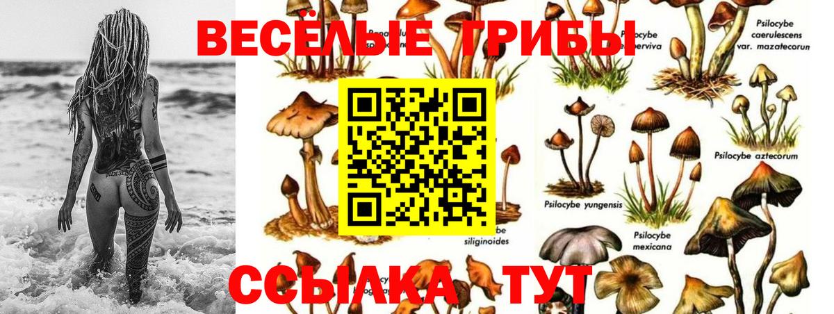 Галлюциногенные грибы MAGIC MUSHROOMS  Вход с VPN  Избербаш  продажа наркотиков  Псилоцибиновые грибы Psilocybe 